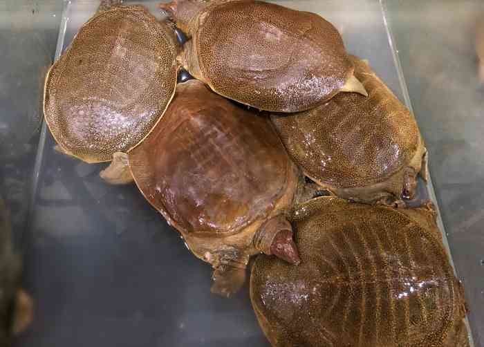 甲天下火焰甲鱼-"[薄荷]环境:店地址搬迁了,找了老半天.