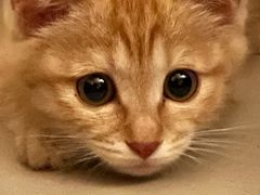 -萌兽医馆·犬猫专科·眼科中心·宠物医院(朝阳门分院)