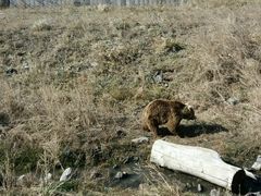 -新疆天山野生动物园