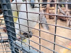 -费瑟代尔野生动物园