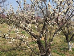 -林屋梅海青梅保护基地