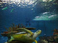 -上海海洋水族馆