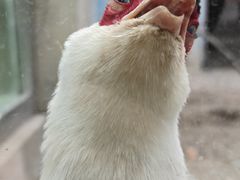 -青藏高原野生动物园