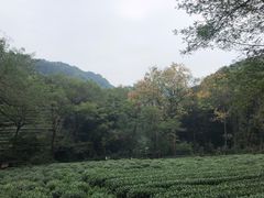 -杭州花家山庄