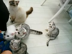 -喵的天空名猫咖啡馆·撸猫·猫舍·用品