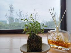 点击看大图 -歌曼丽草本减重