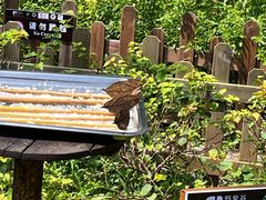 -西双版纳原始森林公园