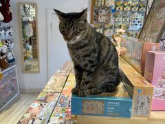 -猫的天空之城概念书店(丽江古城饮玉巷店)