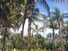 -大梅沙海滨公园