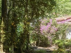 -莫里热带雨林景区