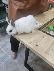 -神奇动物撸宠馆·羊驼·小浣熊·异宠(豫园店)