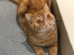 -飞行喵MR PILOT|猫舍·猫咖(静安大融城店)