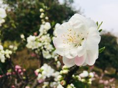 -南汇水蜜桃采摘(大团店)