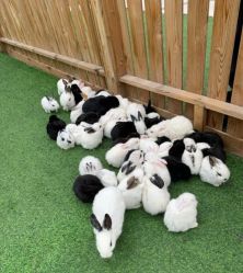 -萌宠亲子动物乐园(槐房万达店)