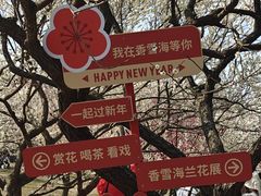 -香雪海