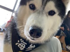 -Husky Go! 哈士奇体验馆·宠物咖啡厅狗咖