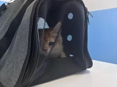 -瑞派福兴宠物医院犬猫全科·骨科·中西医结合(河东店)