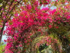 -北海金海湾红树林生态旅游区