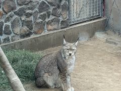 -青藏高原野生动物园