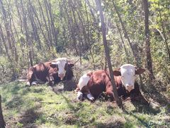 -鲁山国家森林公园