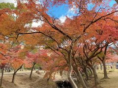 -奈良公园