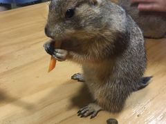 -藦茜花园宠物主题亲子互动体验馆(国顺东路店)
