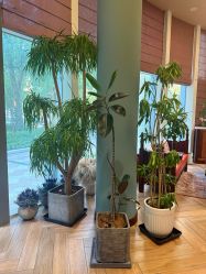 -娇玫荟SPA