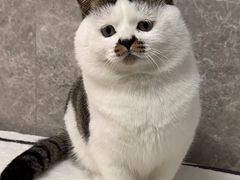 -西华美食品(淘金店)