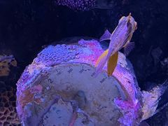 -暹罗海洋世界