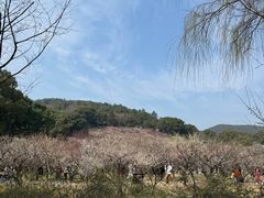 -香雪海