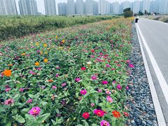 -洋湖国家湿地公园