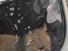 -瑞鹏宠物医院·内科·中兽医·骨科(苗圃店)