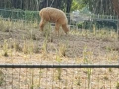 -东莞香市动物园