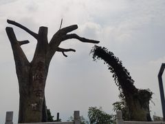 -长沙黑麋峰国家森林公园
