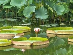 -国家植物园南园