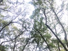 -金孔雀温泉旅游度假村