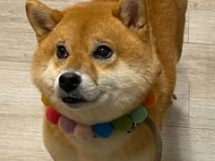 -柴迷FANS CLUB·柴犬狗咖·猫咖