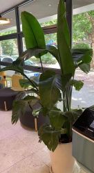 -PE SALON