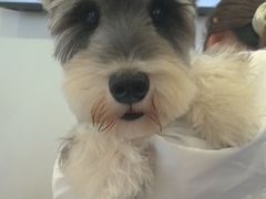 -翊宠yipet猫狗购宠庄园