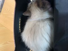 -中农大我爱我爱动物医院·核磁CT·猫病·24小时夜诊中心(石佛营店)