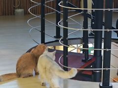 -豆逗聊愈猫阁Easy Life
