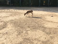 -北京麋鹿生态实验中心
