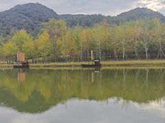 -千年银杏谷文化旅游区