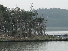 -美的鹭湖森林度假区