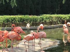 -石家庄市动物园