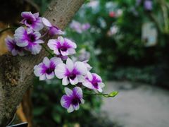 -上海辰山植物园