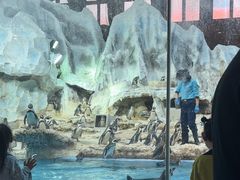 -帝企鹅自助餐厅•儿童岛•真企鹅(长隆企鹅酒店)