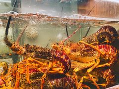 -甄御•海鲜新青岛菜(麦岛店)