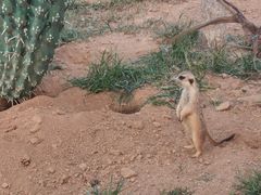-西霞口神雕山野生动物世界
