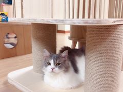 -猫和宫(六道口店)
